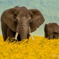 Slon africký (Loxodonta africana) | fotografie