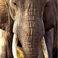 Slon africký (Loxodonta africana) | fotografie