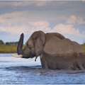 Slon africký (Loxodonta africana) | fotografie