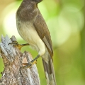 Sojka hnědá (Cyanocorax morio) | fotografie