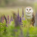 Sova pálená (Tyto alba) | fotografie