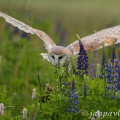 Sova pálená (Tyto alba) | fotografie