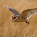 Sova pálená (Tyto alba) | fotografie