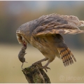 Sova pálená (Tyto alba) | fotografie