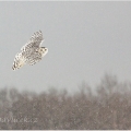 Sovice sněžná (Bubo scandiacus) | fotografie