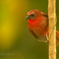 Tangara černobradá (Habia fuscicauda) | fotografie