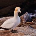 Terej australský (Morus serrator) | fotografie