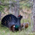 Tetřev hlušec (Tetrao urogallus) | fotografie