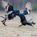 Tetřívek obecný (Tetrao tetrix) | fotografie