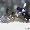 Tetřívek obecný (Tetrao tetrix) | fotografie