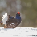 Tetřívek obecný (Tetrao tetrix) | fotografie