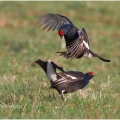 Tetřívek obecný (Tetrao tetrix) | fotografie