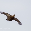 Tetřívek obecný (Tetrao tetrix),  samička | fotografie