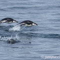 Tučňák uzdičkový (Pygoscelis antarctica) | fotografie