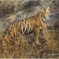 Tygr bengálský (Panthera tigris tigris) - ČLÁNEK V BLOGU | fotografie