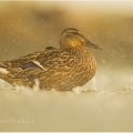 V lijáku,  Kachna divoká, samička  (Anas platyrhynchos) | fotografie