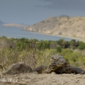 Varan komodský (Varanus komodoensis) | fotografie