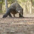 Varan komodský (Varanus komodoensis) | fotografie