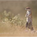 Veverka bušová (Paraxerus cepapi) | fotografie