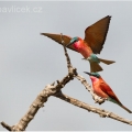 Vlha núbijská (Merops nubicus) | fotografie