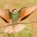 Vlha pestrá (Merops apiaster) | fotografie