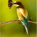 Vlha pestrá (Merops apiaster) | fotografie