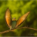 Vlha pestrá (Merops apiaster) | fotografie