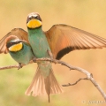 Vlha pestrá, páření (Merops apiaster) | fotografie