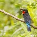 Vlha sametová (Merops gularis) | fotografie