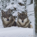 Vlk eurasijský (Canis lupus) | fotografie