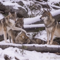 Vlk eurasijský (Canis lupus) | fotografie