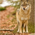 Vlk eurasijský (Canis lupus) | fotografie