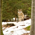 Vlk eurasijský (Canis lupus) | fotografie