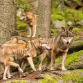 Vlk eurasijský (Canis lupus) - Alfa pár | fotografie