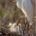 Voalvka bílá  (Agrea alba) | fotografie