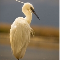 Volavka bílá  (Egretta alba) | fotografie