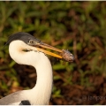 Volavka popelavá  ( Ardea cinerea ) | fotografie