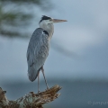 Volavka popelavá (Ardea cinerea) | fotografie