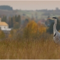 Volavka popelavá (Ardea cinerea) | fotografie