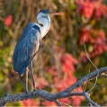 Volavka popelavá (Ardea cinerea) | fotografie