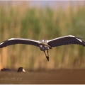 Volavka popelavá (Ardea cinerea) | fotografie