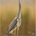 Volavka popelavá (Ardea cinerea) | fotografie