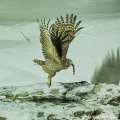 Výr Blakistonův, Blakiston's fish owl (Bubo blakistoni) | fotografie