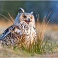 Výr velký sibiřský (Bubo bubo) | fotografie