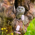 Výreček malý (Otus scops) | fotografie