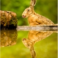 Zajíc polní (Lepus europaeus) | fotografie