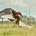 Zoborožec kaferský (Bucorvus leadbeateri) | fotografie